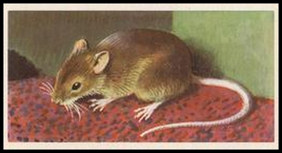 58BBBWL 32 The House Mouse.jpg